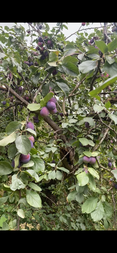 Community outings to the farm